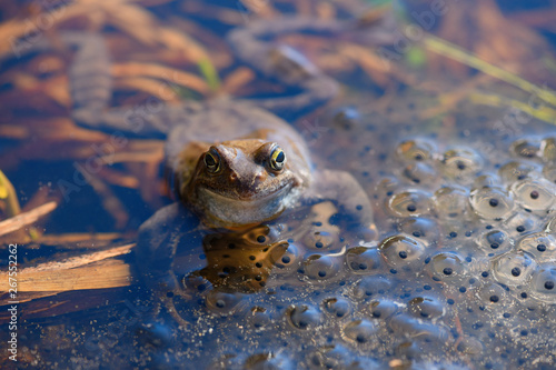 The European common frog (Rana temporaria) is in the spawn covered pond in spring.