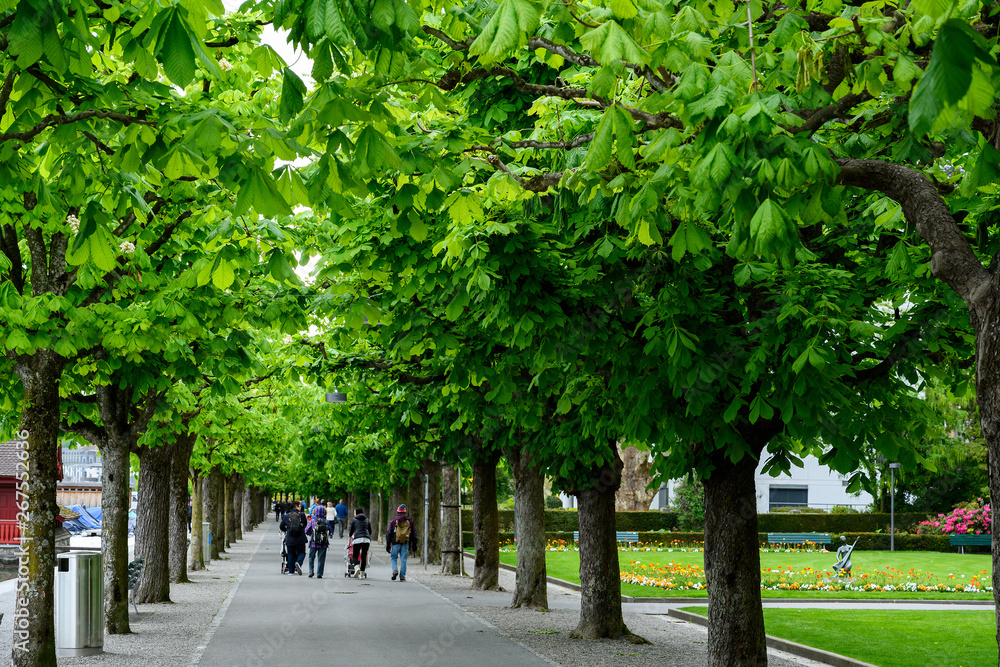 Ahornallee mit frischem Grün, Promenade, Luzern, Schweiz Ahornallee mit frischem Grün, Promenade, Luzern, Schweiz