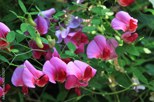 Fotografia vicia sativa Platterbse mit Blüten und Samenschoten