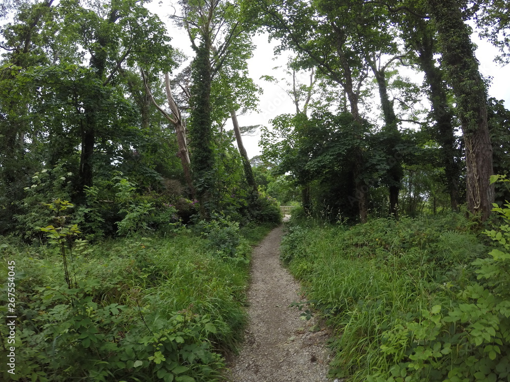 Fototapeta premium KNP I