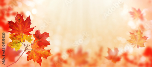 Canada maple tree leaves red horizontal background