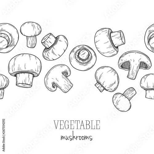 Mushroom, champignon isolated on white background. Vector illustration