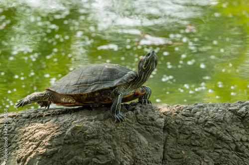 Pond slider turtle resting on rock while stretching its back legs near a pond