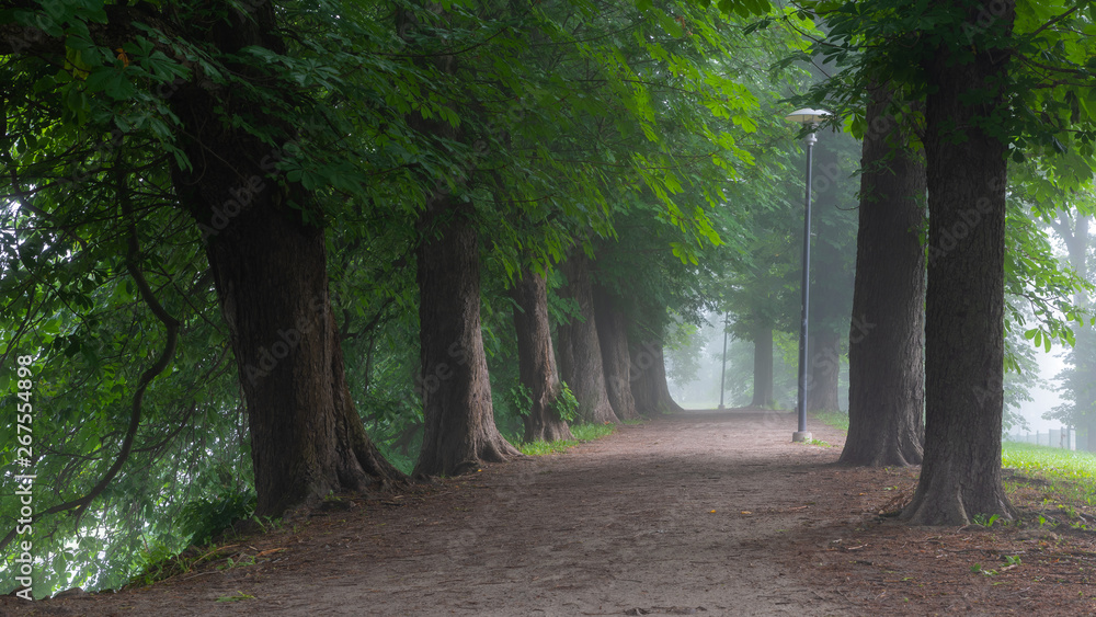 Walking path with diverse selection of trees in between fill with morning mist in Toompark, Tallinn, Estonia