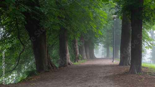 Walking path with diverse selection of trees in between fill with morning mist in Toompark, Tallinn, Estonia photo