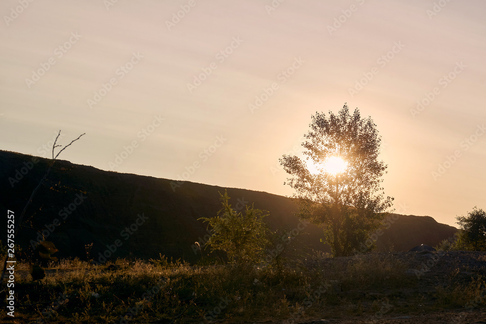 Fototapeta premium the bright hot orange sun at sunrise during its rays passes through a lonely tree during a hike in nature