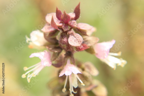 Cinnamon basil or Mexican spice basil Ocimum basilicum  plants and flowers.