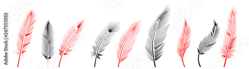 Collection of feather illustration, drawing, engraving, ink line art