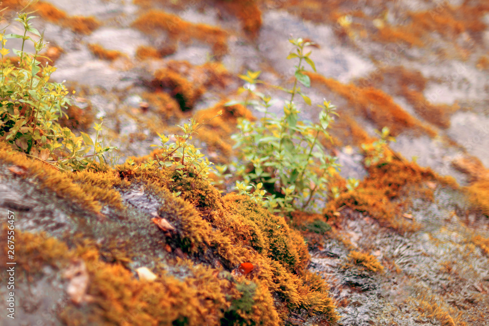 Moss-covered stone. Beautiful moss and lichen covered stone in nature. Background, textured. Moss-covered stone. Beautiful moss and lichen covered stone in nature. Background, textured.