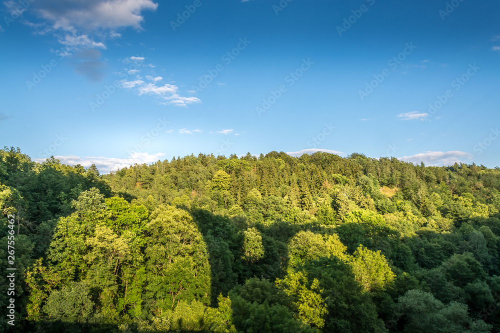 forest landscape with sky