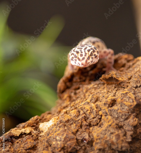 Gecko