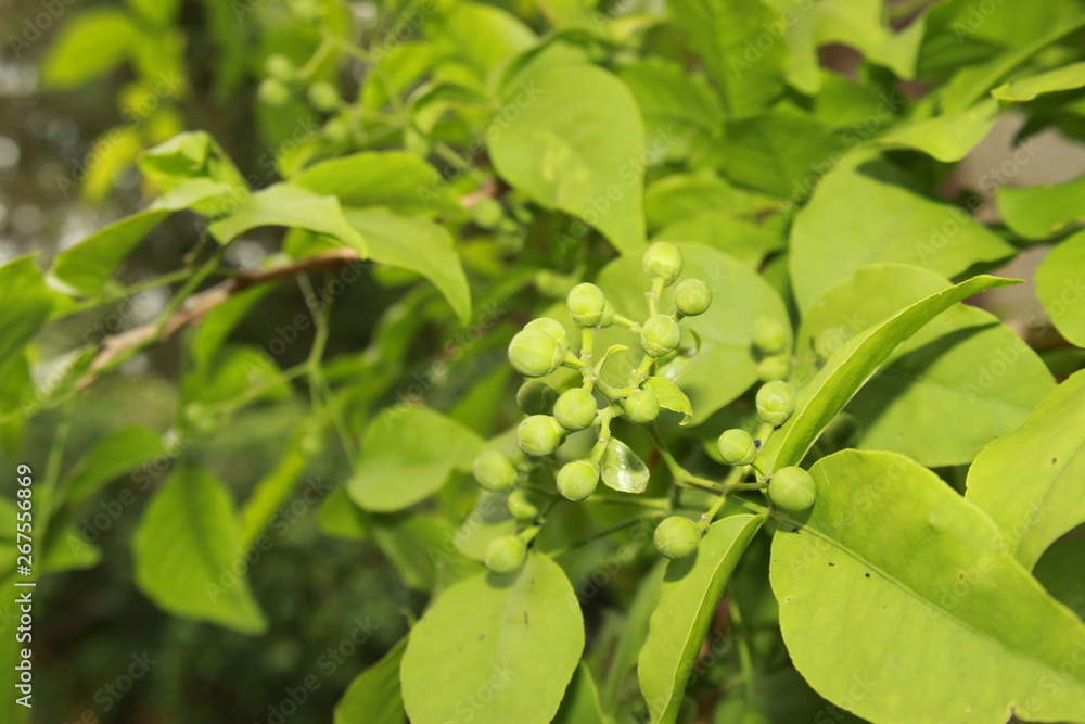 Aegle marmelos flower buds close up. Most common names bael, bili, bhel, Bengal quince, golden apple, Japanese bitter orange, stone apple or wood apple.India Aegle marmelos flower buds close up. Most common names bael, bili, bhel, Bengal quince, golden apple, Japanese bitter orange, stone apple or wood apple.India
