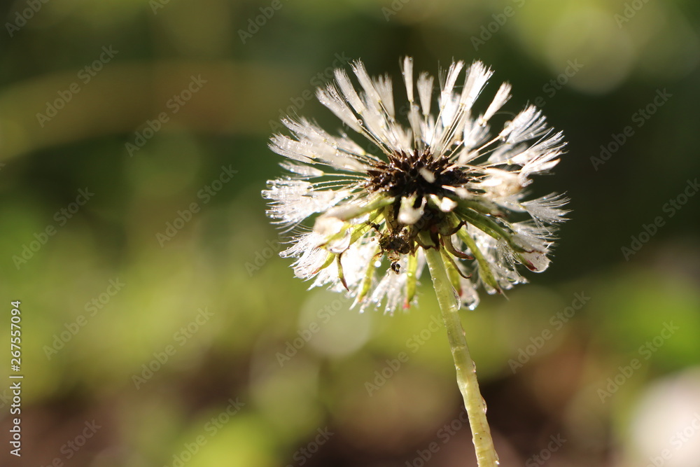 Blooming dandelion with water drops in the morning after rain Blooming dandelion with water drops in the morning after rain