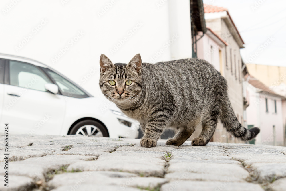 Curious and cuddly cat looking at the lens and walking in the middle of the street Curious and cuddly cat looking at the lens and walking in the middle of the street