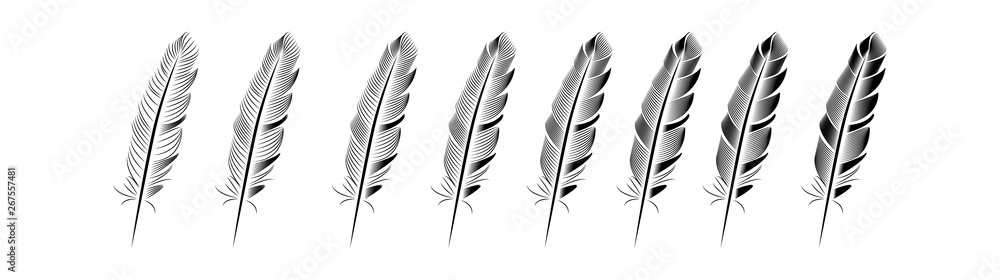 Fototapeta premium Collection of feather illustration, drawing, engraving, ink line art