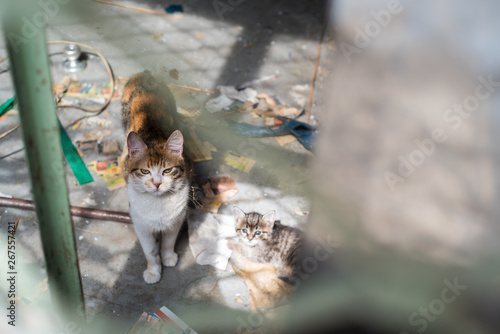 Photography Stray cats in urban area