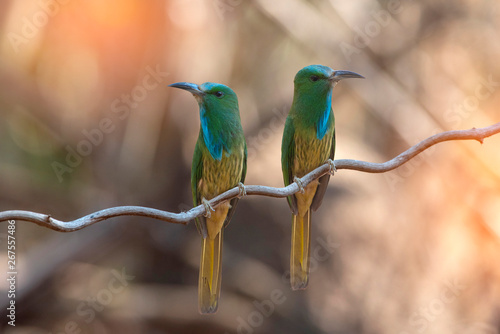 Blue-bearded Bee-eater perching on a tree branch photo