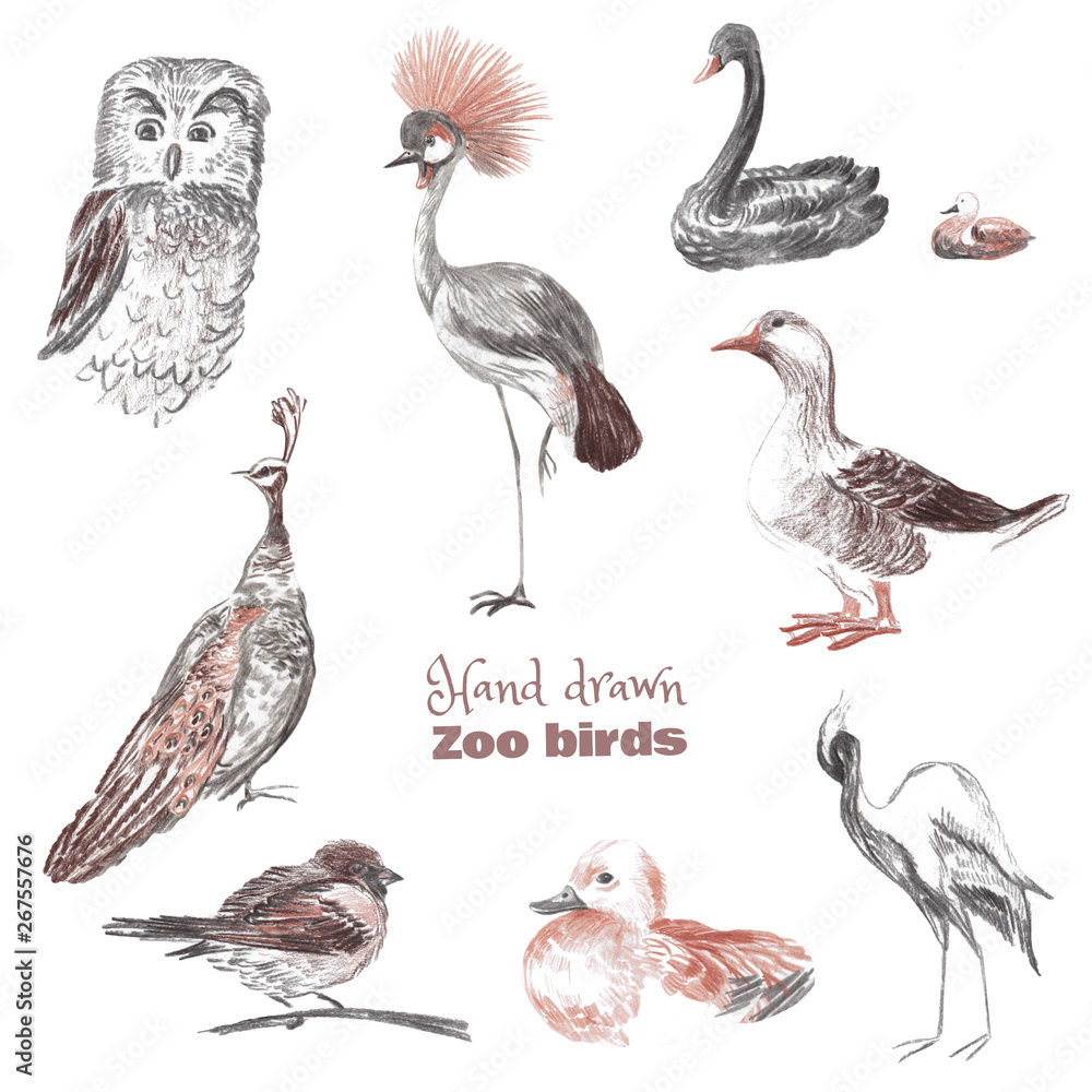Naklejka premium Hand-drawn sketch of birds of a zoo. Drawn with sauce and sanguine crowned crane, owl, black swan, goose, peacock, sparrow, duck, heron.