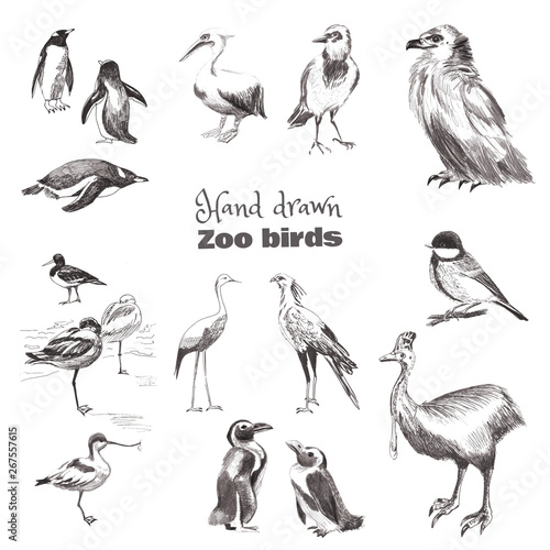 Hand-drawn sketch birds. Black and white set of zoo birds. Penguin Magellan  penguin subantarctic  heron  bird Secretary  pied avoced  cazuar  tit  crow  eagle  pelican