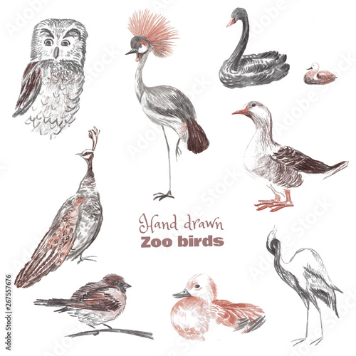 Hand-drawn sketch of birds of a zoo. Drawn with sauce and sanguine crowned crane, owl, black swan, goose, peacock, sparrow, duck, heron.