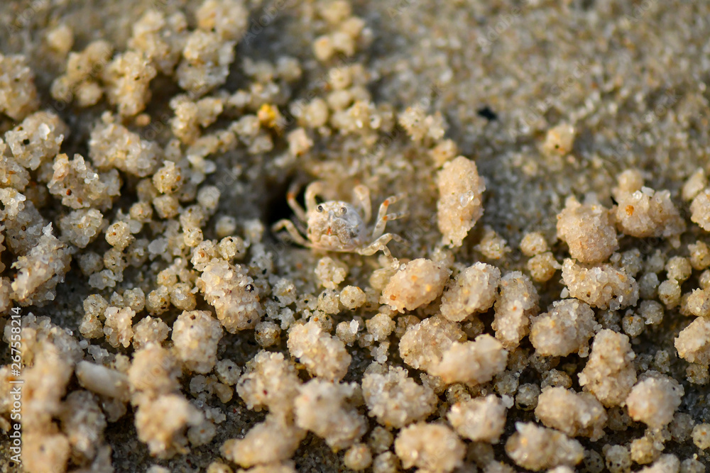 Very tiny Sand Bubbler Crabs