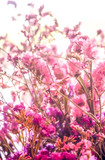 purple dried flower in soft warm light on blurred natural background