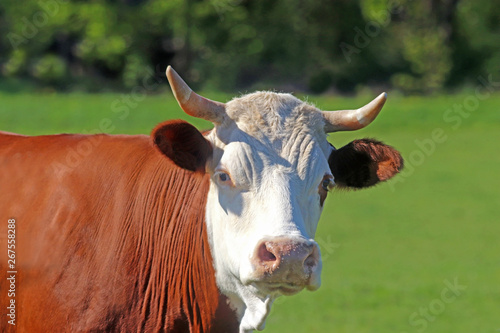 portrait of a simmental cow on a pasture photo