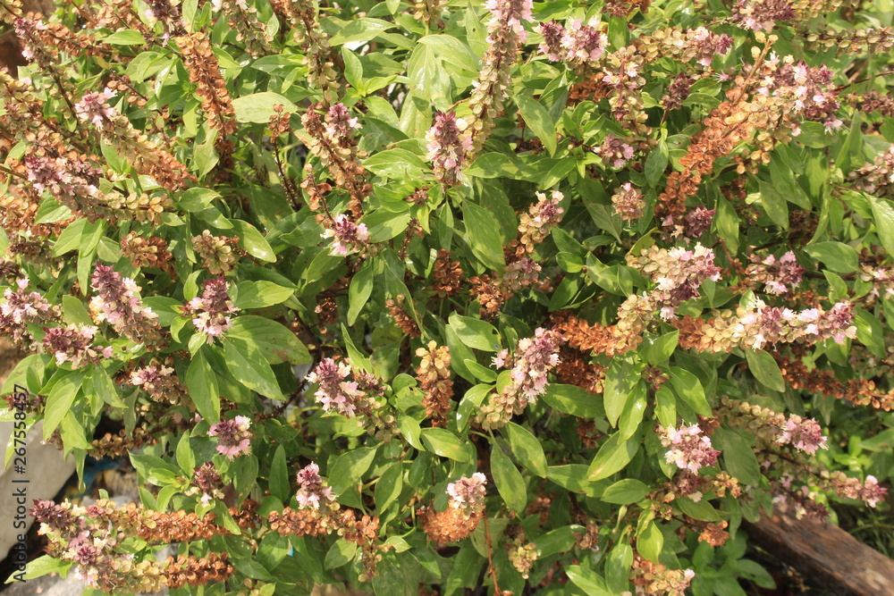 Cinnamon basil or Mexican spice basil(Ocimum basilicum) plants and flowers. Cinnamon basil or Mexican spice basil(Ocimum basilicum) plants and flowers.