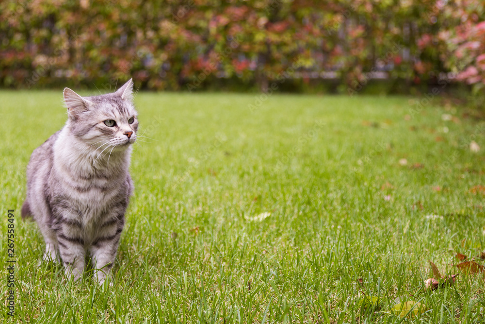 Beautiful cat with long hair outdoor in a garden, siberian purebred grey kitten Beautiful cat with long hair outdoor in a garden, siberian purebred grey kitten