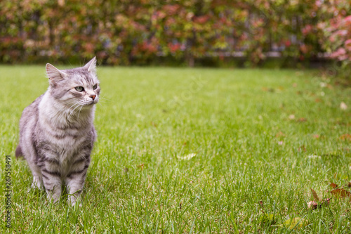 Beautiful cat with long hair outdoor in a garden, siberian purebred grey kitten