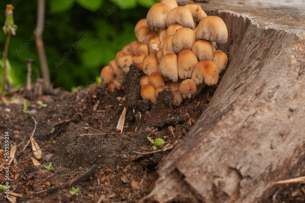 Forest mushrooms in the grass. Gathering mushrooms. Forest concept. Forest mushrooms in the grass. Gathering mushrooms. Forest concept.