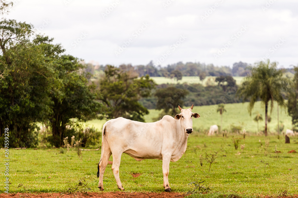 Nelore raised for fattening. Bovine originating in India and race representing 85% of the Brazilian cattle for meat production Nelore raised for fattening. Bovine originating in India and race representing 85% of the Brazilian cattle for meat production