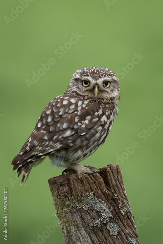 Little Owl perched on a post with green background.  