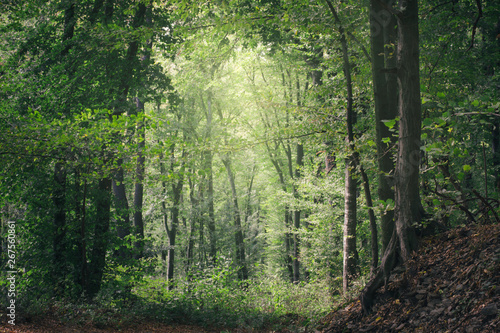 Fototapeta Naklejka Na Ścianę i Meble -  path in natural green woods in sun light