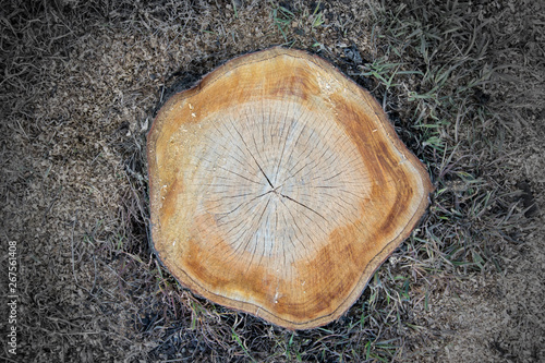 Cut dry tree, top view