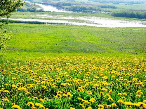 Mniszek pospolity, mniszek lekarski (Taraxacum officinale) kwitnący w Biebrzańskim Parku Narodowym 