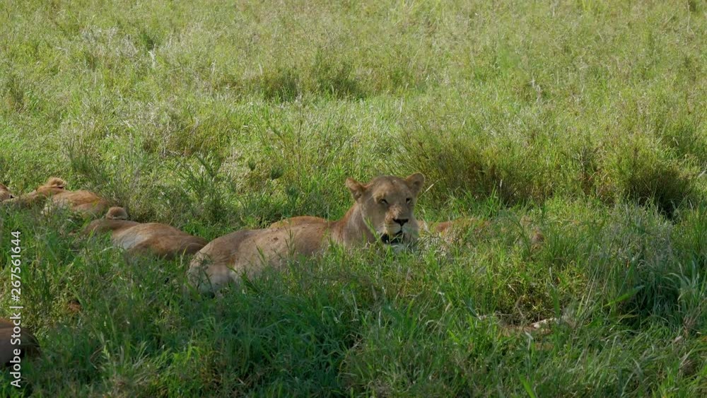Wild African Lioness Lying On The Grass In The Shade And Breathe Heavily Of Heat Wild African Lioness Lying On The Grass In The Shade And Breathe Heavily Of Heat