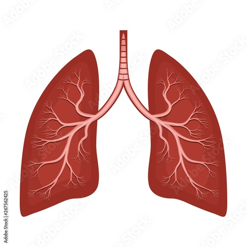 Human lungs anatomy diagram. Illness respiratory cancer graphics; bronchial system. Organ symbol.