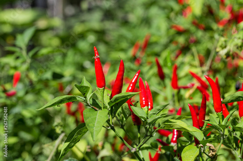 Take a close-up shot of red pepper