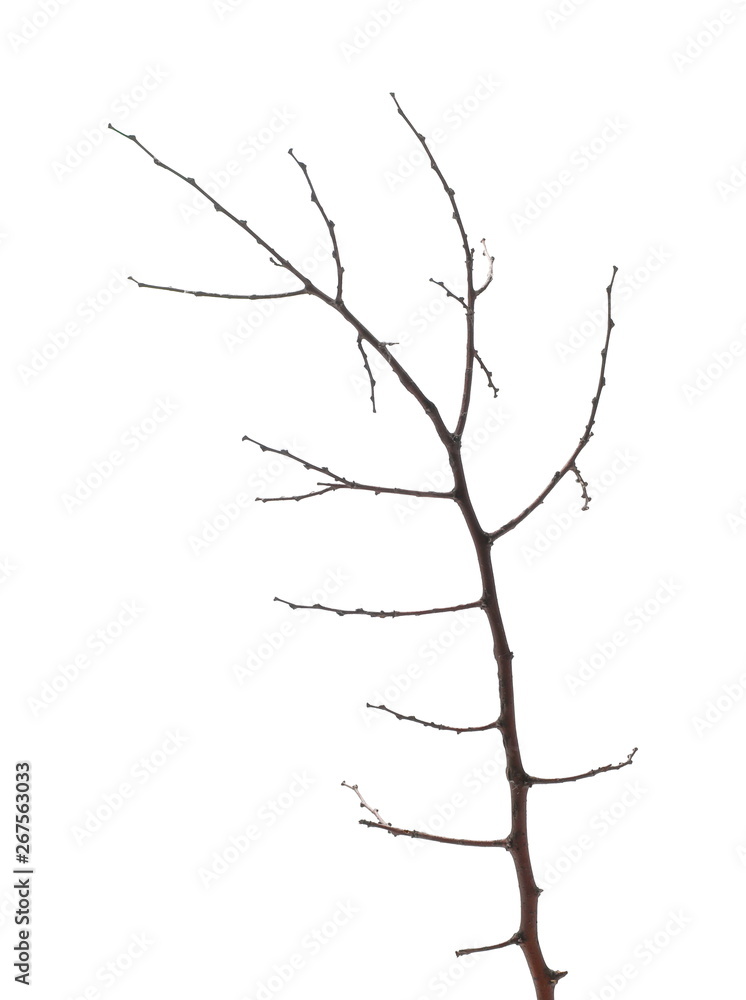 Fototapeta premium Twig, branch isolated on white background