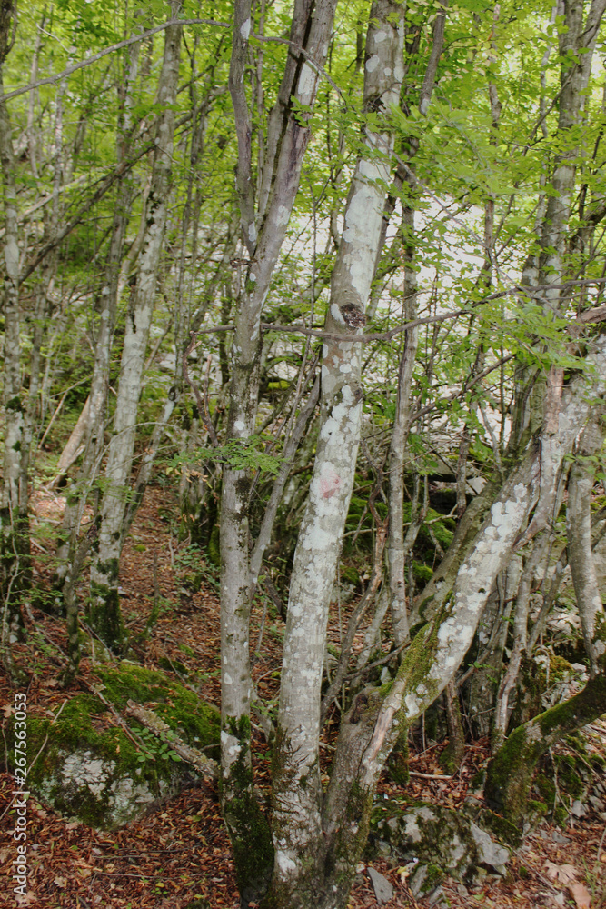 Fototapeta premium Dense Forest next to the Pozar Thermal Baths Aridaia Greece