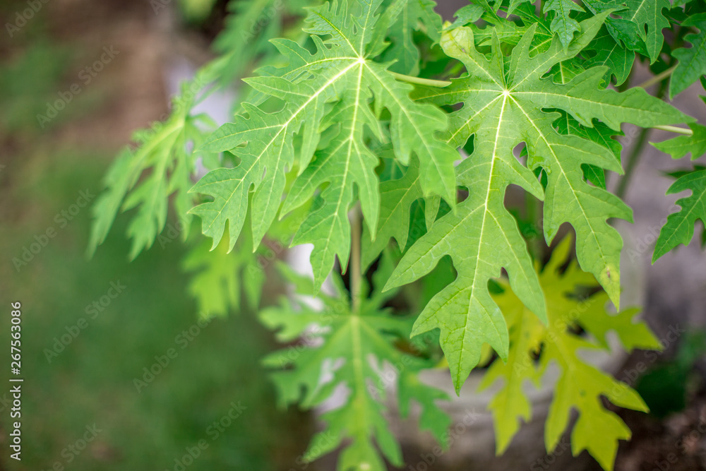 Blurred natural background of green leaves (papaya) has a small, pointed shape. It is beautiful along the growing line. The results can be eaten, a food that helps to excrete. Blurred natural background of green leaves (papaya) has a small, pointed shape. It is beautiful along the growing line. The results can be eaten, a food that helps to excrete.