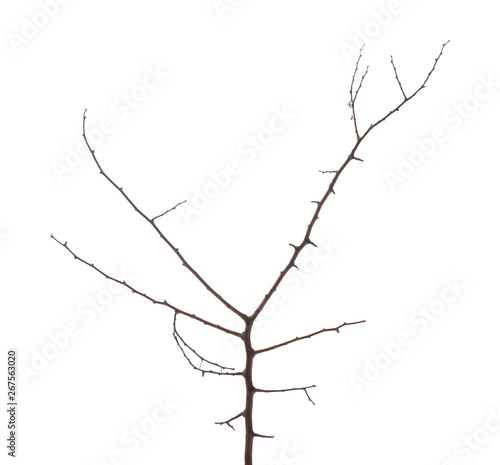 Twig, branch isolated on white background