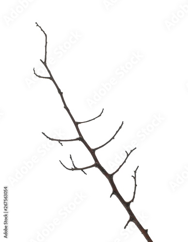 Twig, branch isolated on white background