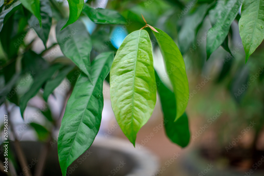 Obraz premium Blurred natural background of green leaves (papaya) has a small, pointed shape. It is beautiful along the growing line. The results can be eaten, a food that helps to excrete. 