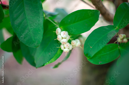 Wallpaper Mural The natural background of blurred fruit (Chompu),the result is colorful, appetizing (red,pink,white), small, large, different,to be eaten as a snack. Torontodigital.ca
