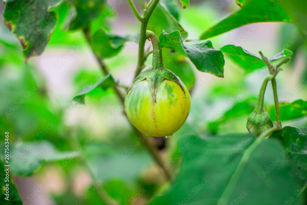 The natural background of the vegetable garden kitchen (eggplant tree). The result can be cooked, green curry or a spice to eat with rice. The natural background of the vegetable garden kitchen (eggplant tree). The result can be cooked, green curry or a spice to eat with rice.