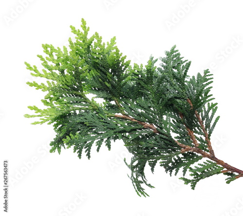 Pine branch isolated on white background, clipping path © dule964