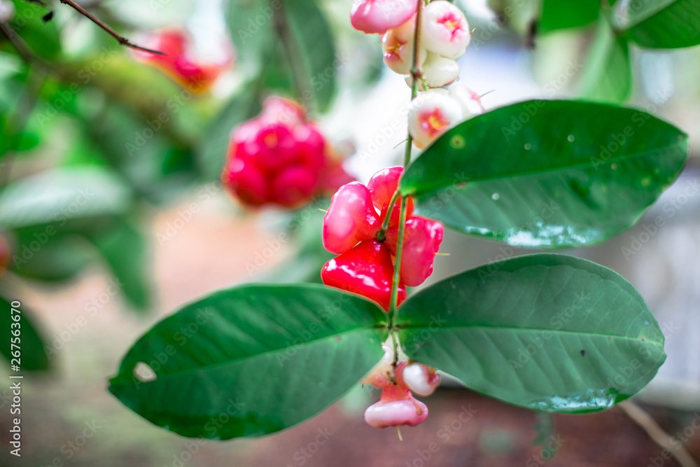 The natural background of blurred fruit (Chompu),the result is colorful, appetizing (red,pink,white), small, large, different,to be eaten as a snack. The natural background of blurred fruit (Chompu),the result is colorful, appetizing (red,pink,white), small, large, different,to be eaten as a snack.