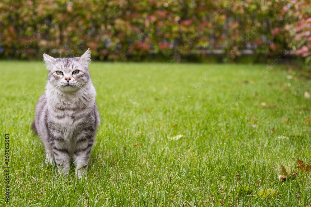 Grey silver cat with long hair outdoor in a garden, siberian purebred kitten